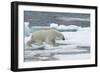 Polar Bear (Ursus Maritimus) Walking over Sea Ice, Moselbukta, Svalbard, Norway, July 2008-de la-Framed Photographic Print