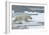 Polar Bear (Ursus Maritimus) Walking over Sea Ice, Moselbukta, Svalbard, Norway, July 2008-de la-Framed Photographic Print