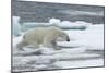 Polar Bear (Ursus Maritimus) Walking over Sea Ice, Moselbukta, Svalbard, Norway, July 2008-de la-Mounted Photographic Print