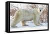 Polar Bear (Ursus Maritimus), Wapusk National Park, Churchill, Hudson Bay, Manitoba, Canada-David Jenkins-Framed Stretched Canvas