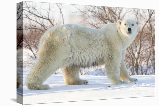 Polar Bear (Ursus Maritimus), Wapusk National Park, Churchill, Hudson Bay, Manitoba, Canada-David Jenkins-Stretched Canvas