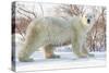 Polar Bear (Ursus Maritimus), Wapusk National Park, Churchill, Hudson Bay, Manitoba, Canada-David Jenkins-Stretched Canvas