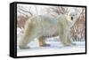 Polar Bear (Ursus Maritimus), Wapusk National Park, Churchill, Hudson Bay, Manitoba, Canada-David Jenkins-Framed Stretched Canvas