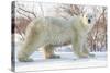 Polar Bear (Ursus Maritimus), Wapusk National Park, Churchill, Hudson Bay, Manitoba, Canada-David Jenkins-Stretched Canvas