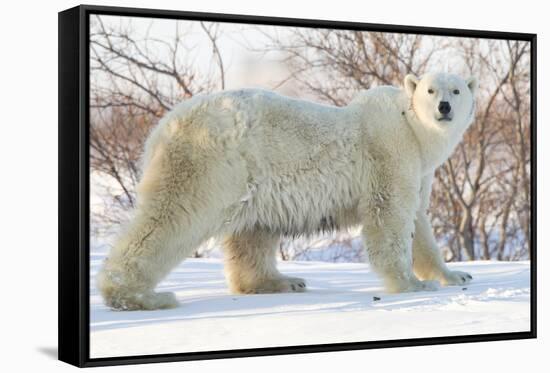 Polar Bear (Ursus Maritimus), Wapusk National Park, Churchill, Hudson Bay, Manitoba, Canada-David Jenkins-Framed Stretched Canvas