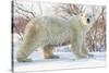 Polar Bear (Ursus Maritimus), Wapusk National Park, Churchill, Hudson Bay, Manitoba, Canada-David Jenkins-Stretched Canvas