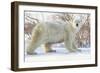 Polar Bear (Ursus Maritimus), Wapusk National Park, Churchill, Hudson Bay, Manitoba, Canada-David Jenkins-Framed Photographic Print