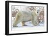 Polar Bear (Ursus Maritimus), Wapusk National Park, Churchill, Hudson Bay, Manitoba, Canada-David Jenkins-Framed Photographic Print