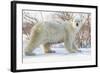 Polar Bear (Ursus Maritimus), Wapusk National Park, Churchill, Hudson Bay, Manitoba, Canada-David Jenkins-Framed Photographic Print