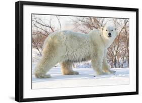 Polar Bear (Ursus Maritimus), Wapusk National Park, Churchill, Hudson Bay, Manitoba, Canada-David Jenkins-Framed Photographic Print