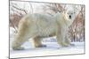 Polar Bear (Ursus Maritimus), Wapusk National Park, Churchill, Hudson Bay, Manitoba, Canada-David Jenkins-Mounted Photographic Print