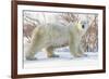 Polar Bear (Ursus Maritimus), Wapusk National Park, Churchill, Hudson Bay, Manitoba, Canada-David Jenkins-Framed Photographic Print