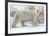 Polar Bear (Ursus Maritimus), Wapusk National Park, Churchill, Hudson Bay, Manitoba, Canada-David Jenkins-Framed Photographic Print