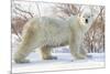 Polar Bear (Ursus Maritimus), Wapusk National Park, Churchill, Hudson Bay, Manitoba, Canada-David Jenkins-Mounted Photographic Print