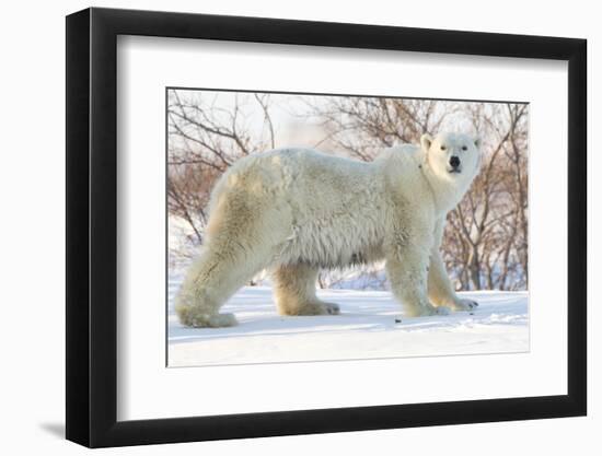 Polar Bear (Ursus Maritimus), Wapusk National Park, Churchill, Hudson Bay, Manitoba, Canada-David Jenkins-Framed Photographic Print