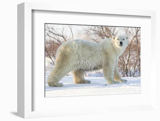 Polar Bear (Ursus Maritimus), Wapusk National Park, Churchill, Hudson Bay, Manitoba, Canada-David Jenkins-Framed Photographic Print