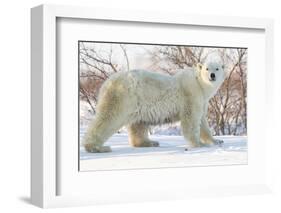 Polar Bear (Ursus Maritimus), Wapusk National Park, Churchill, Hudson Bay, Manitoba, Canada-David Jenkins-Framed Photographic Print