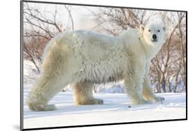 Polar Bear (Ursus Maritimus), Wapusk National Park, Churchill, Hudson Bay, Manitoba, Canada-David Jenkins-Mounted Photographic Print