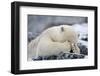 Polar Bear (Ursus Maritimus) with Paws Covering Eyes, Svalbard, Norway, September 2009-Cairns-Framed Photographic Print
