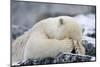 Polar Bear (Ursus Maritimus) with Paws Covering Eyes, Svalbard, Norway, September 2009-Cairns-Mounted Photographic Print