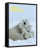 Polar Bear (Ursus Maritimus)-Thorsten Milse-Framed Stretched Canvas