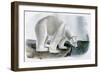 Polar Bear (Ursus Maritimus)-John James Audubon-Framed Giclee Print