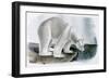 Polar Bear (Ursus Maritimus)-John James Audubon-Framed Giclee Print