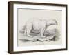 Polar Bear (Ursus Maritimus)-null-Framed Giclee Print