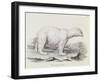 Polar Bear (Ursus Maritimus)-null-Framed Giclee Print