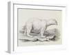 Polar Bear (Ursus Maritimus)-null-Framed Giclee Print