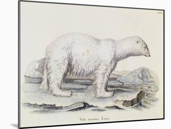 Polar Bear (Ursus Maritimus)-null-Mounted Giclee Print