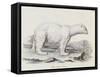 Polar Bear (Ursus Maritimus)-null-Framed Stretched Canvas
