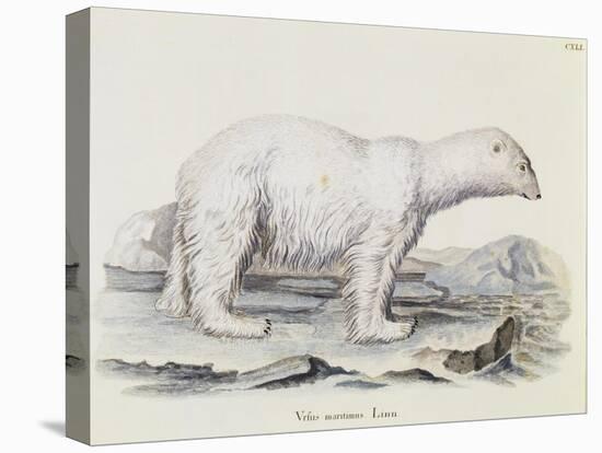 Polar Bear (Ursus Maritimus)-null-Stretched Canvas