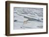 Polar Bear Walking across a Vast Expanse of Ice Floes North of Svalbard in the Arctic Ocean.-Wildestanimal-Framed Photographic Print