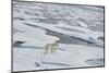 Polar Bear Walking across a Vast Expanse of Ice Floes North of Svalbard in the Arctic Ocean.-Wildestanimal-Mounted Photographic Print