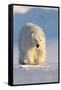 Polar bear walking across ice and snow in evening sun, Svalbard-Danny Green-Framed Stretched Canvas