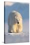 Polar bear walking across ice and snow in evening sun, Svalbard-Danny Green-Stretched Canvas