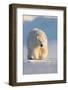 Polar bear walking across ice and snow in evening sun, Svalbard-Danny Green-Framed Photographic Print