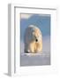 Polar bear walking across ice and snow in evening sun, Svalbard-Danny Green-Framed Photographic Print