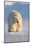 Polar bear walking across ice and snow in evening sun, Svalbard-Danny Green-Mounted Photographic Print