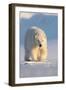 Polar bear walking across ice and snow in evening sun, Svalbard-Danny Green-Framed Photographic Print