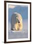 Polar bear walking across ice and snow in evening sun, Svalbard-Danny Green-Framed Photographic Print