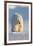 Polar bear walking across ice and snow in evening sun, Svalbard-Danny Green-Framed Photographic Print