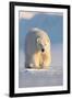 Polar bear walking across ice and snow in evening sun, Svalbard-Danny Green-Framed Photographic Print