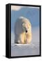 Polar bear walking across ice and snow in evening sun, Svalbard-Danny Green-Framed Stretched Canvas