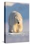 Polar bear walking across ice and snow in evening sun, Svalbard-Danny Green-Stretched Canvas