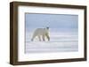 Polar bear walking across ice, Svalbard, Norway-Danny Green-Framed Photographic Print