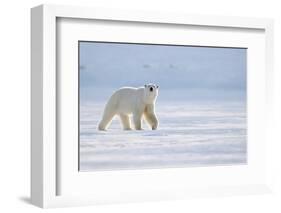 Polar bear walking across ice, Svalbard, Norway-Danny Green-Framed Photographic Print