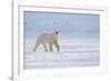 Polar bear walking across ice, Svalbard, Norway-Danny Green-Framed Photographic Print