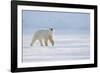 Polar bear walking across ice, Svalbard, Norway-Danny Green-Framed Photographic Print